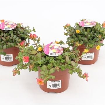 Portulaca umbraticola CARNEVAL MIX