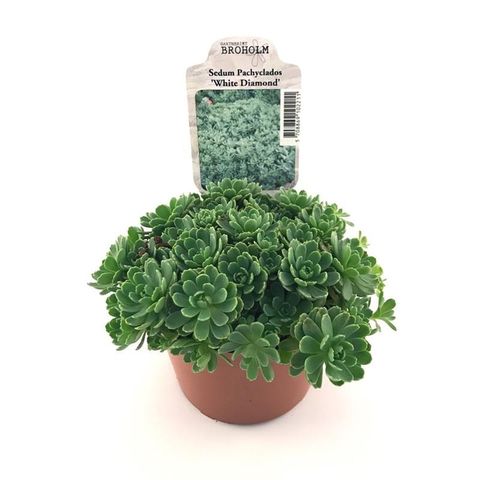 Sedum pachyclados 'White Diamond'