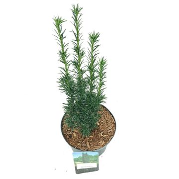 Taxus baccata 'Fastigiata'