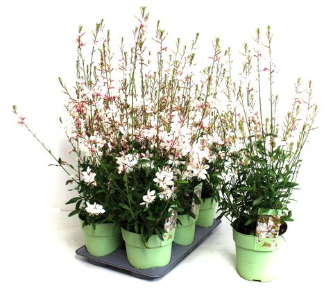 Gaura lindheimeri GAUDI WHITE