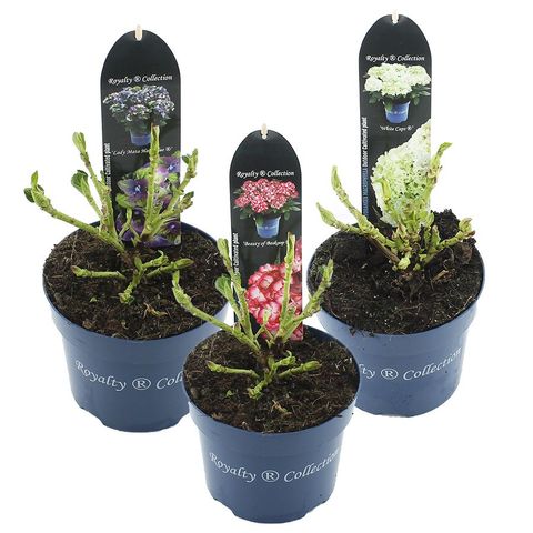 Hydrangea macrophylla ROYALTY COLLECTION MIX