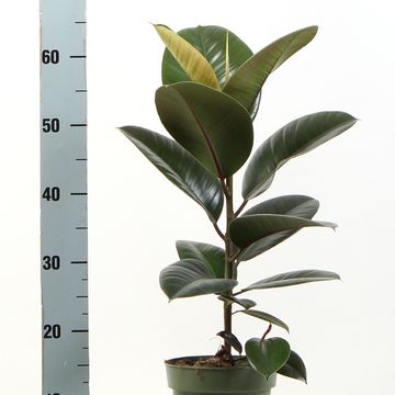 Ficus elastica 'Robusta'