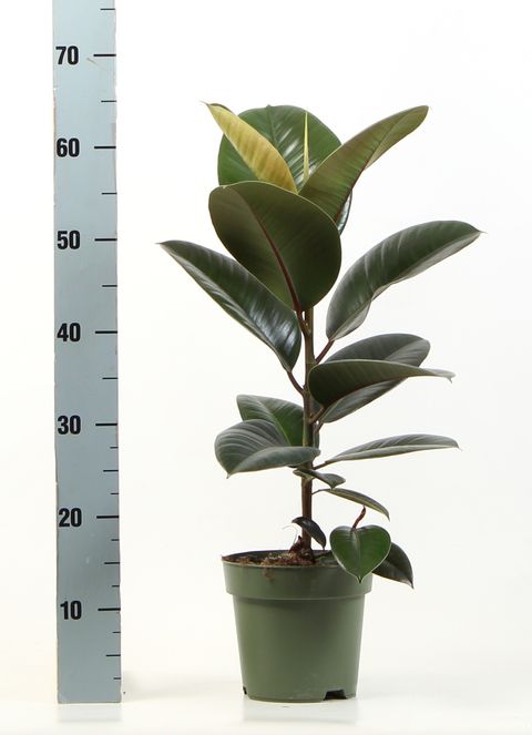 Ficus elastica 'Robusta'