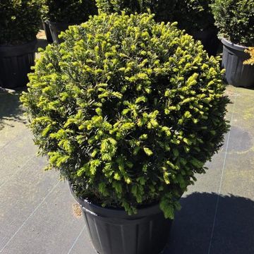 Taxus baccata