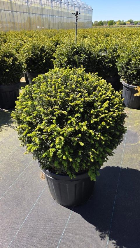Taxus baccata