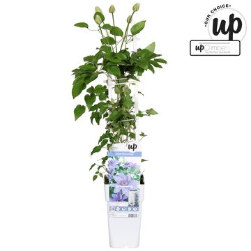 Clematis PARISIENNE BOULEVARD