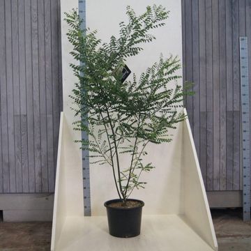 Styphnolobium japonicum