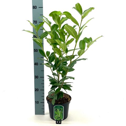 Prunus laurocerasus GENOLIA