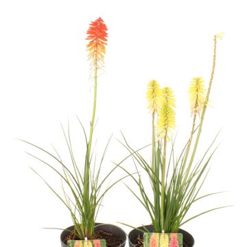 Kniphofia POCO MIX
