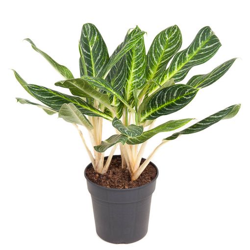 Aglaonema 'Key Lime' (Ammerlaan, The Green Innovater)