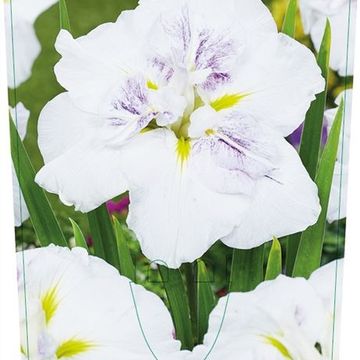 Iris ensata DINNER PLATE CUPCAKE