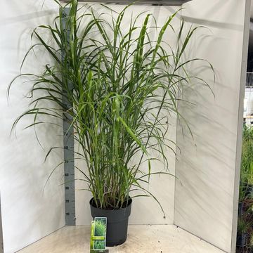 Miscanthus sinensis 'Zebrinus'