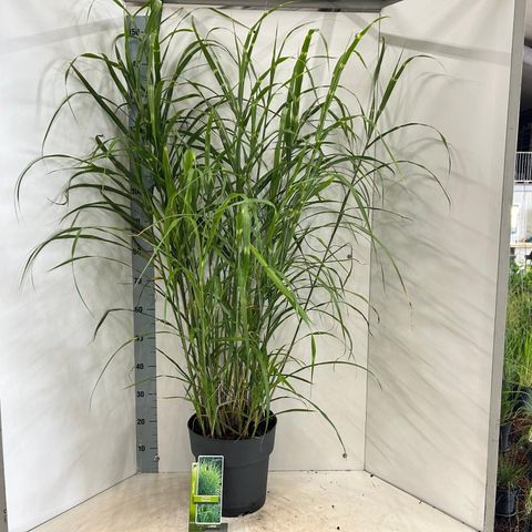 Miscanthus sinensis 'Zebrinus'