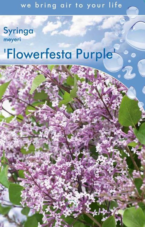 Syringa meyeri FLOWERFESTA PURPLE