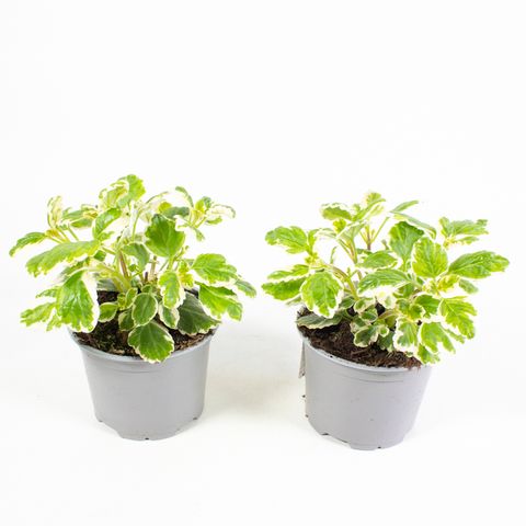Plectranthus fruticosus