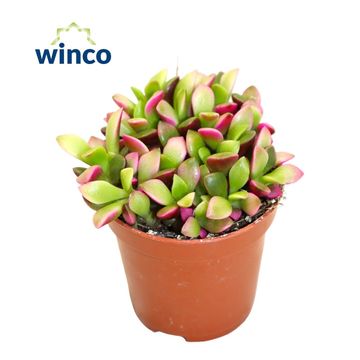 Anacampseros rufescens 'Sunrise'