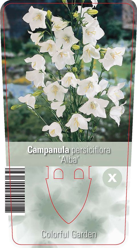 Campanula persicifolia 'Alba'