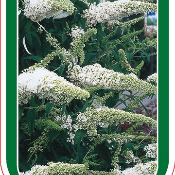 Buddleja davidii 'Nanho White'