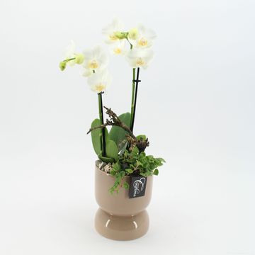 Arrangement Phalaenopsis