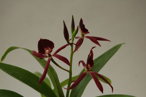 x Epicattleya Black Comet