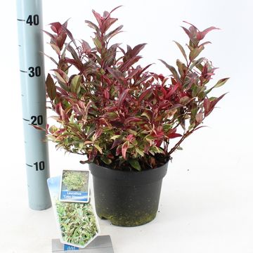 Leucothoe 'Color Diamond'