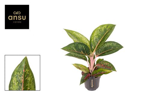 Aglaonema 'Camo Carmine'