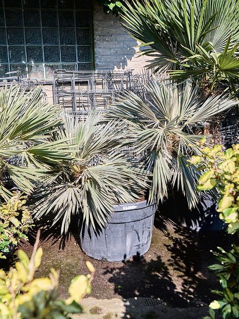 Trithrinax campestris