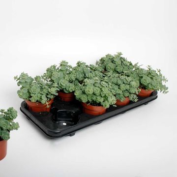 Sedum sieboldii