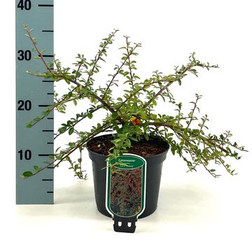 Cotoneaster x suecicus 'Coral Beauty'