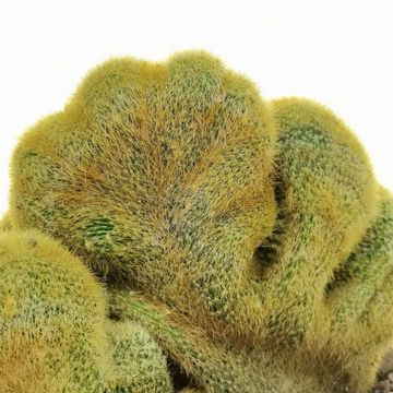 Notocactus leninghausii cristata