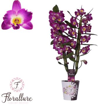 Dendrobium nobile STAR CLASS AKATSUKI