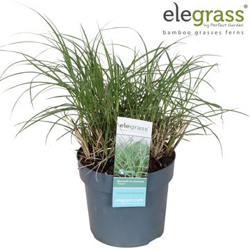 Miscanthus sinensis 'Adagio'