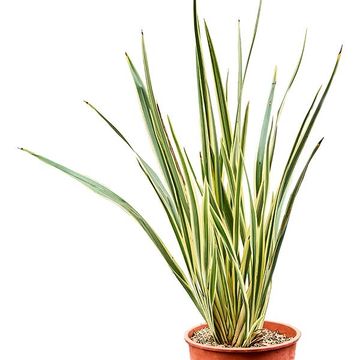 Phormium tenax 'Variegatum'