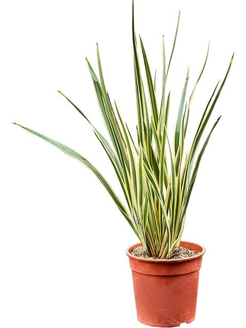 Phormium tenax 'Variegatum'