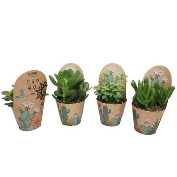 Crassula MIX