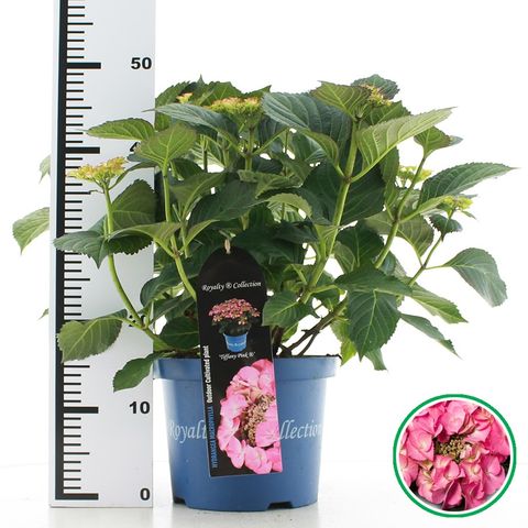 Hydrangea macrophylla TIFFANY PINK