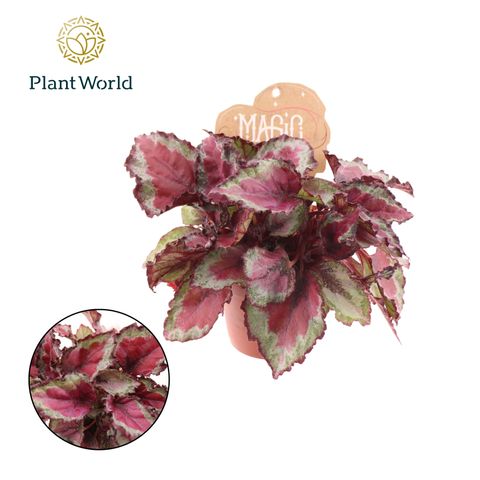 Begonia MAGIC COLOURS SPITFIRE