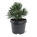 Pinus mugo 'Green Pearl'