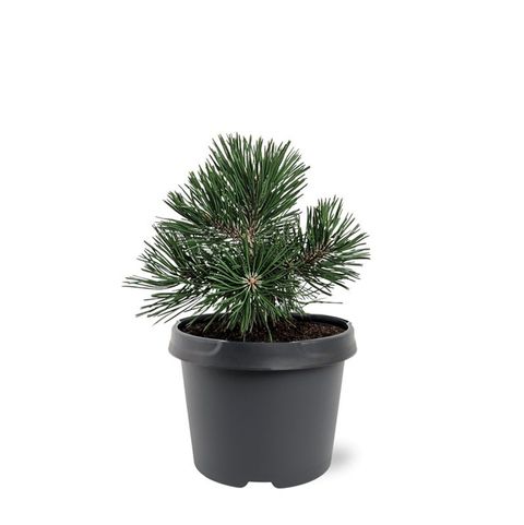 Pinus mugo 'Green Pearl'