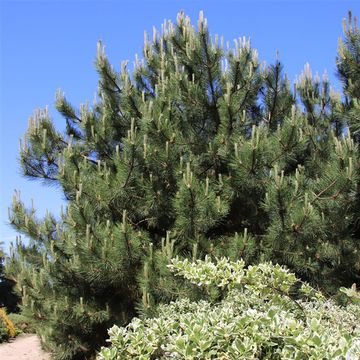 Pinus nigra nigra