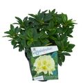 Rhododendron 'Saffrano'