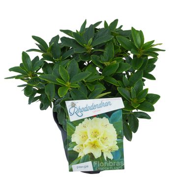 Rhododendron 'Saffrano'