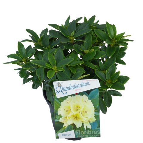 Rhododendron 'Saffrano'