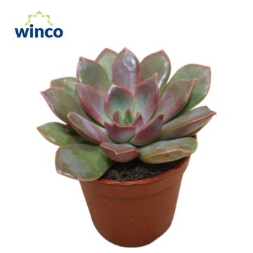 Echeveria 'Mina'
