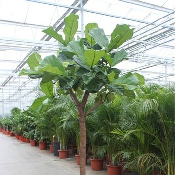 Ficus lyrata