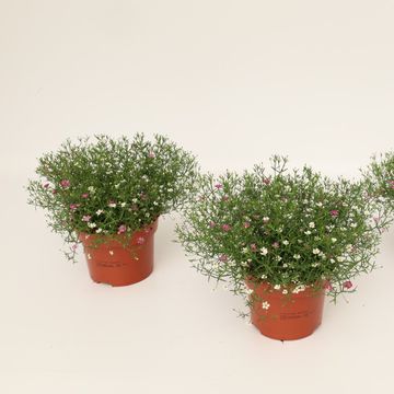 Gypsophila muralis MIX IN POT