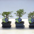 Portulacaria afra