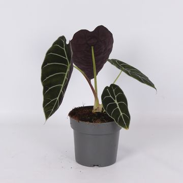 Alocasie 'Pride of Curup'