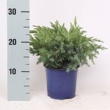 Juniperus squamata 'Blue Swede'