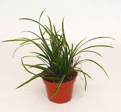 Carex morrowii 'Ice Dance'